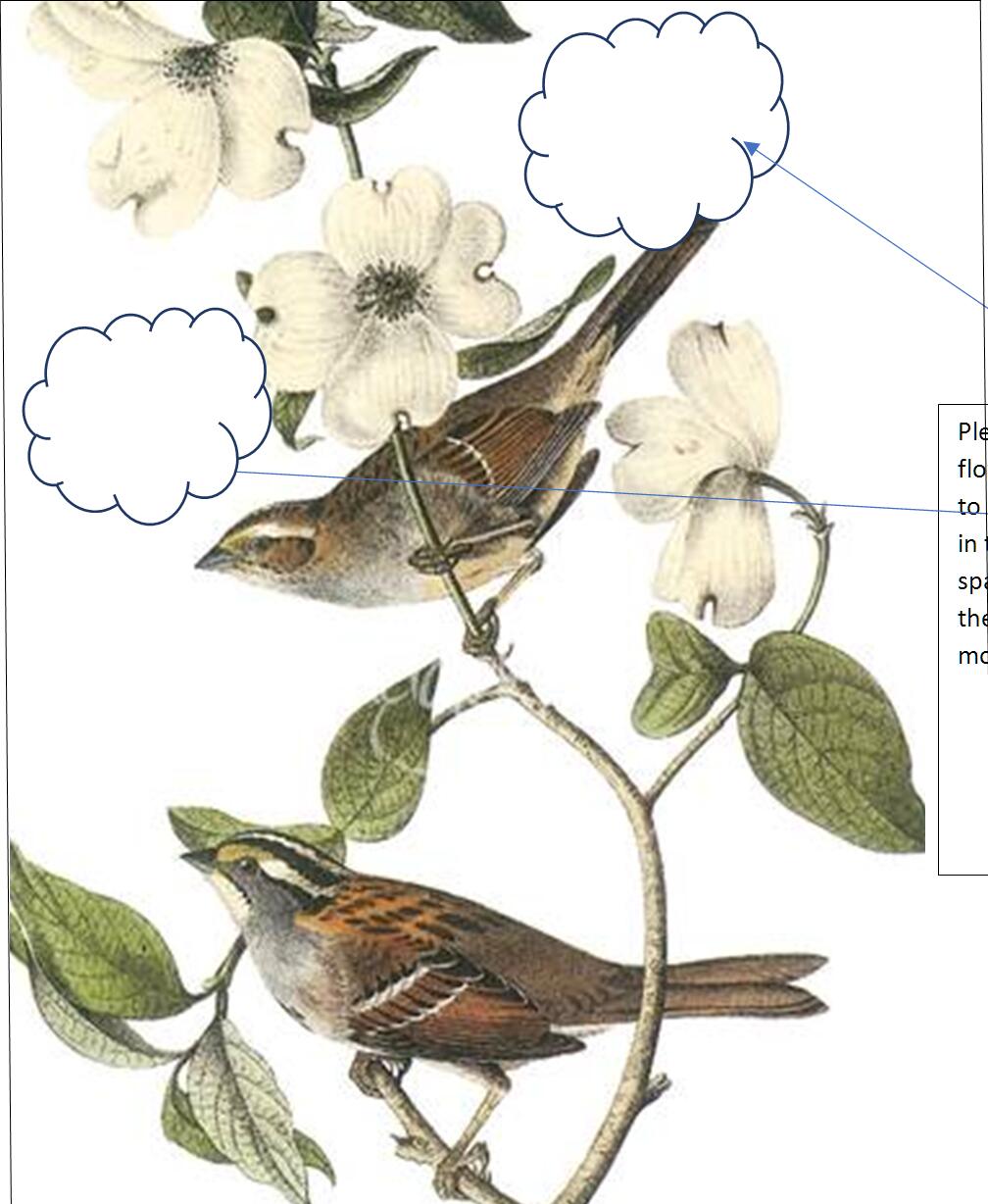 John James Audubon The Sparrows